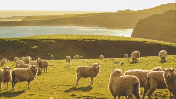 Schafe grasen friedlich in Neuseeland auf einer Wiese, im Hintergrund ist ein Gewässer zu sehen