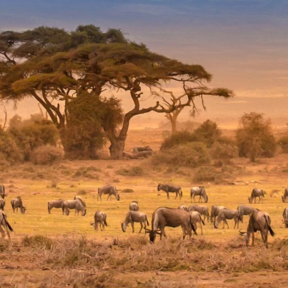 Auswandern nach Kenia