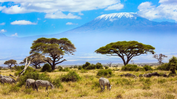 Steppe in Kenia, in der Zebras friedlich unter Bäumen grasen.