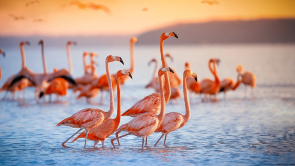 Zwergflamingos baden in einem Teil des Kenya Lake Systems