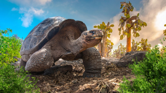Galápagos-Riesenschildkröte auf trockenem Gelände zwischen Kakteen – typische Tierwelt der Galápagos-Inseln in Ecuador.