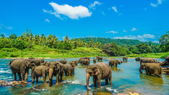 Indische Elefanten baden und trinken in einem großen Fluss in Sri Lanka, im Hintergrund sind grüne Wälder zu sehen