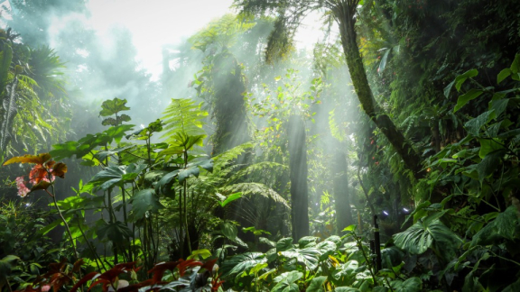 Regenwald in Singapur