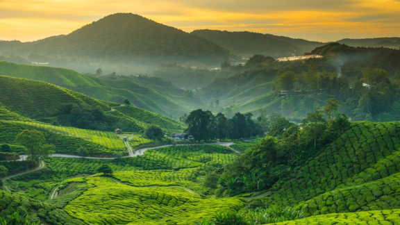 Landschaft mit tropischen Wäldern, Wiesen und Bergen in Malaysia