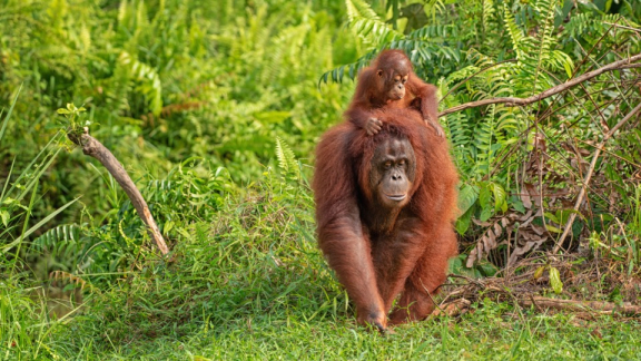 Ein Borneo-Orang-Utan läuft mit seinem Baby auf dem Rücken durch einen tropischen Wald in Malaysia