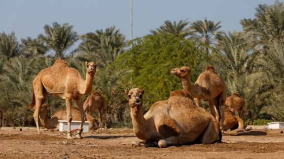 Mehrere Kamele ruhen auf trockenem Wüstenboden in Bahrain, im Hintergrund stehen Palmen