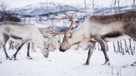 Rentiere in verschneiter Landschaft in Finnland vor Bergen im Hintergrund