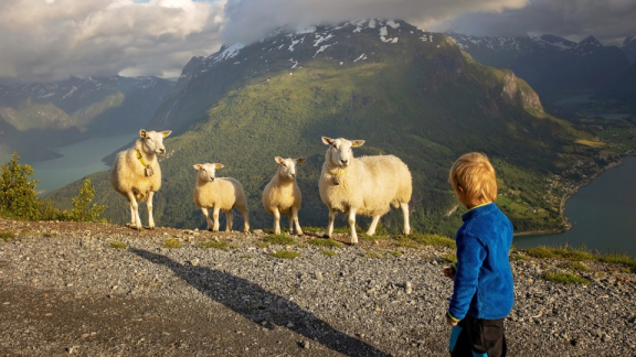 Kind blickt auf vier Schafe vor spektakulärer norwegischer Fjordkulisse mit Bergen – verkörpert das typische Lebensgefühl des Friluftsliv.
