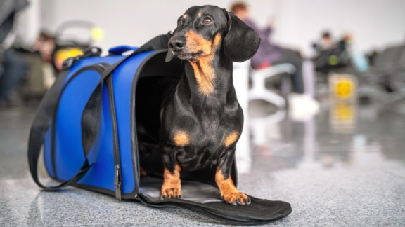 Hund in Transporttasche am Flughafen – Vorbereitung auf den Umzug mit Haustieren nach China.