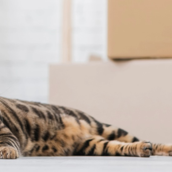 Familie plant den Umzug mit Tieren nach Indien mit Katze und Umzugskartons