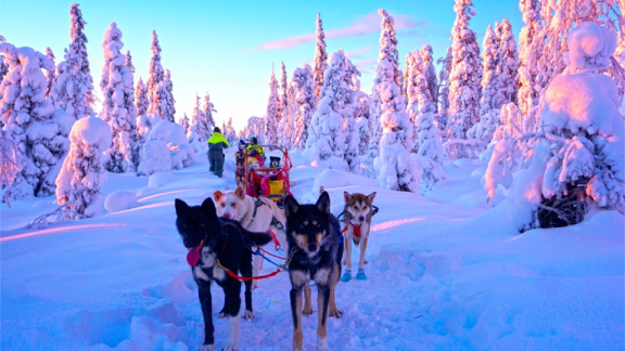 Hundeschlitten mit Huskys in verschneiter Winterlandschaft in Finnland