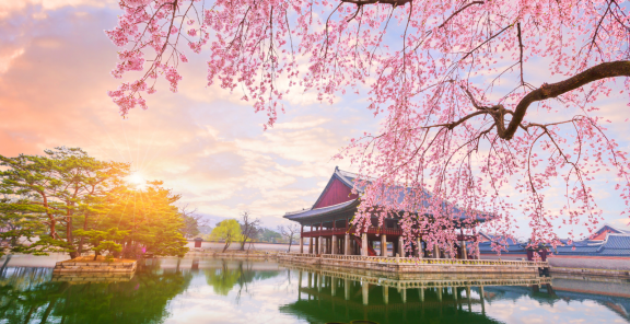 Traditioneller Palast in Südkorea am See mit Kirschblüten bei Sonnenaufgang
