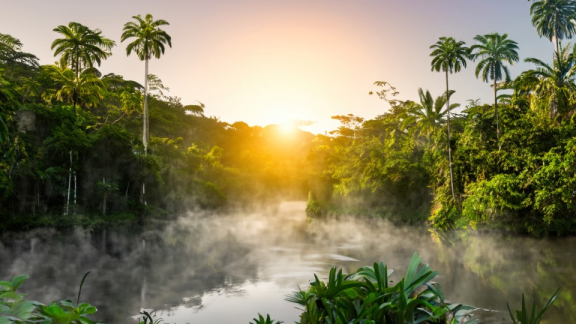 Regenwald mit Fluss in Brasilien