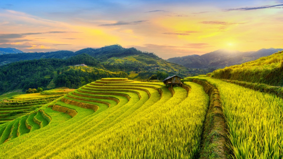 Reisfelder in Vietnam bei Sonnenuntergang