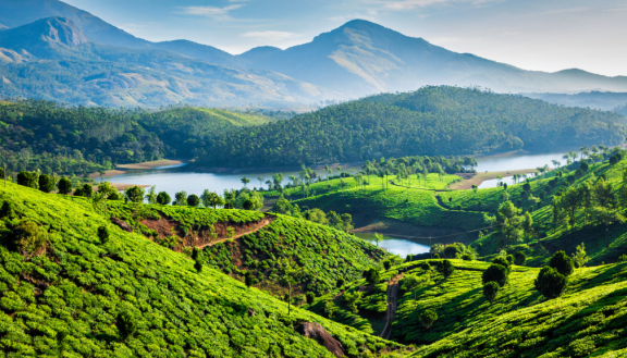 Panoramablick auf grüne Teeplantagen in Indien mit sanften Hügeln, Wasserlauf und Bergen im Hintergrund – typische Landschaft der indischen Hochlandregion.